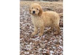 Most families who adopt a doodle puppy from crockett doodles travel to greenville as we never we also have a partner home in charlotte, nc, and atlanta, ga where families can pick up their puppy. Goldendoodle Puppies For Sale From Missouri Breeders