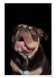 We would like to show you a description here but the site won't allow us. Heidi Bollich Old English Bulldog 2 Poster Online Bestellen Posterlounge De