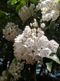 Harvest the last of the vegetables in the garden that don't tolerate frosts. Favorite White Flowers Finegardening