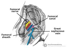 The Femoral Triangle Borders Contents Teachmeanatomy It helps connect the talus, or anklebone, to the cuneiform bones of the foot. the femoral triangle borders