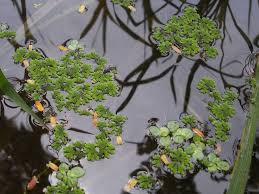 Image result for Salviniaceae