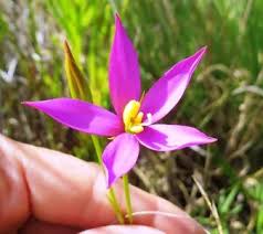 Image result for Chironia