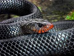 Image result for Indigofera longistaminata