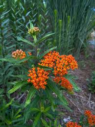 Image result for Asclepias