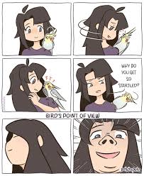 Cartoon Bird With Hair On Head Potatopato On Instagram Oh That S Why Cockatiel Cockatielsofinstagram Comic Comics Bird Birds Funny Parrots Cute Funny Animals Funny Birds