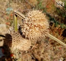 Image result for Bonamia mossambicensis