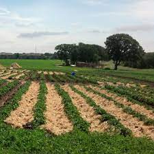 Maybe you would like to learn more about one of these? Straw Poll Weed Management And Higher Yields In Organic Potato Production With Straw Mulch Potato Grower Magazine