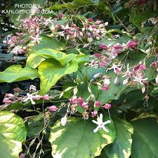 Image result for Clerodendrum ternatum