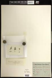 Image result for Crepidomanes chevalieri