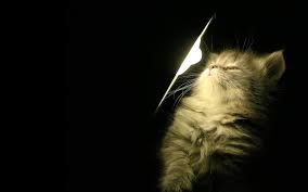 Tumblr images are a little edgy. Cute Cat Tumblr Wallpaper Hd Wallpaper Hd Desktop Widescre Flickr