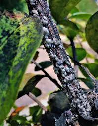 It looks like a white speck stuck to the bark of a trunk or. In The Garden With Felder Keep Watch For Sap Sucking Bugs On Your Crape Myrtles The Dispatch