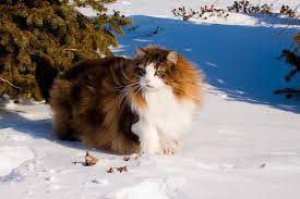 a beautiful norwegian forest cat norvezhskaya lesnaya koshka bengalskaya koshka koshki