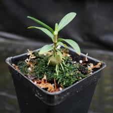 Image result for Monadenium pedunculatum