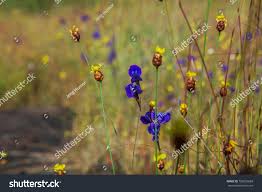 Image result for Lentibulariaceae