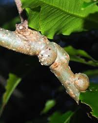 Image result for Ctenium concinnum