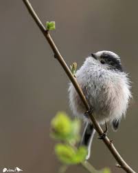 Black And White Bird With Long Tail Uk Pin On Birds