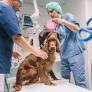 Debate Heats Up Over Veterinary Care Pricing and Quality in Sweden