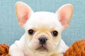 * puppies come with first set of shots, dewormed and health guarantee. French Bulldog Puppies For Sale Bulldog Puppies French Bulldog Puppies Yorkie Puppy For Sale