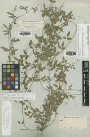 Image result for Rhynchosia luteola