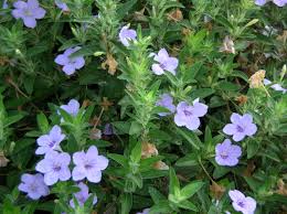 Image result for Ruellia praetermissa
