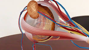 La suscripción de la biblioteca complutense a visible body: Tun Atribui In Numele Anatomical Atlas Oh The Human Body Teforum Org