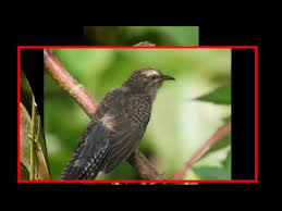 Burung kedasih atau burung emprit ganthil adalah jenis burung yang sangat populer di indonesia, tapi kepopuleran burung. Gambar Burung Emprit Gantil Gambar Burung Wallpaper