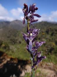 Image result for Styppeiochloa