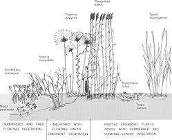 Image result for Vossia cuspidata