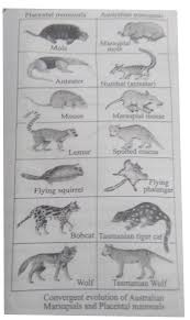 The pros' equipment by tasmanian tiger. Which Of The Following Pair Is Incorrectly Matched With Respect To