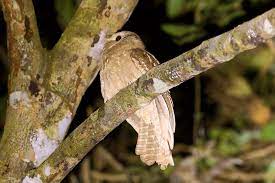 Other articles where large frogmouth is discussed: Large Frogmouth Wikipedia