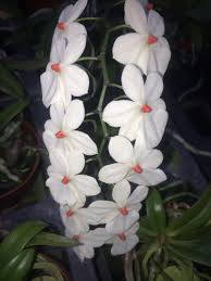 Image result for Aeranthes africana