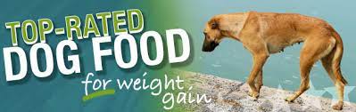 Have you ever had an underweight dog? Dog Weight Gainer Food Www Macj Com Br