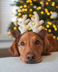 Esteban Barrientos (dimsummonster)