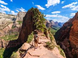 We reached scout lookout at 1 pm. Zion National Park Tour With Angels Landing Hike From Moab Tours Activities Fun Things To Do In Salt Lake City Usa Veltra