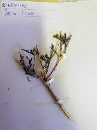 Image result for Justicia anagalloides