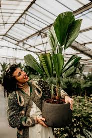 Image result for Licuala grandis