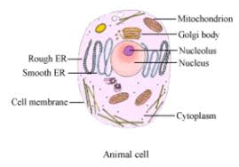 2.3.1 draw and label a diagram of the ultrastructure of a liver cell as an example of an animal cell. Draw A Well Labelled Diagram Animal Cell And Mention One Function Of Main Cell Organelles Science The Fundamental Unit Of Life 12916531 Meritnation Com