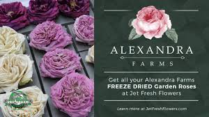 Specify address, we will show you closest shops with actual prices. Jet Fresh Flower Distributors Jftv Alexandra Farms Freeze Dried Garden Roses With Celine Facebook