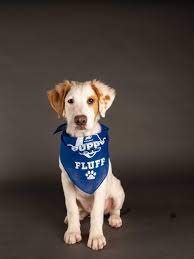 The steps we take to help you bring home a new pet. Five Maryland Dogs From Last Chance Rescue Will Paw Off In The Puppy Bowl Wbff