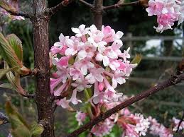 La spedizione di fiori in italia � davvero semplice con prezzi bassi. Palle Di Neve Piante Da Giardino Caratteristiche Della Pianta Del Viburno