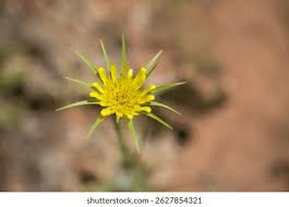 Image result for Hirpicium bechuanense