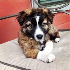 Australian shepherd mix (98) apply australian shepherd mix filter. German Australian Shepherd Mix Puppy German Shepherd Mix Puppies Australian German Shepherd German Shepherd Mix