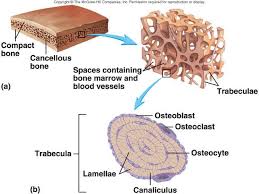 Spongy bone is on the interior of a bone and consists of slender fibers and lamellae—layers of bony tissue—that join to form a reticular structure. Bone Spongy And Compact Structure Of Spongy Bone Cancellous Bone Anatomy Bones Anatomy And Physiology