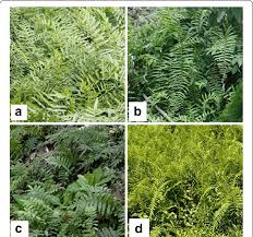 Image result for Ampelopteris