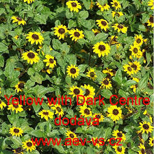 Image result for foto Vitálka