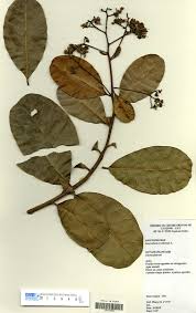 Image result for Anacardium