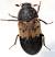 Carpet Beetle Vs Bed Bug