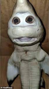 The Real Life Baby Shark Mutant Fish Is Born With A Human Face News And Gossip