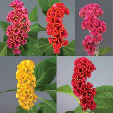 Celosia Neo Mix Flower Patch Types Of Flowers All Flowers