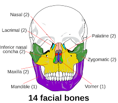 The seven cervical vertebrae and the hyoid bone. Facial Skeleton Wikipedia